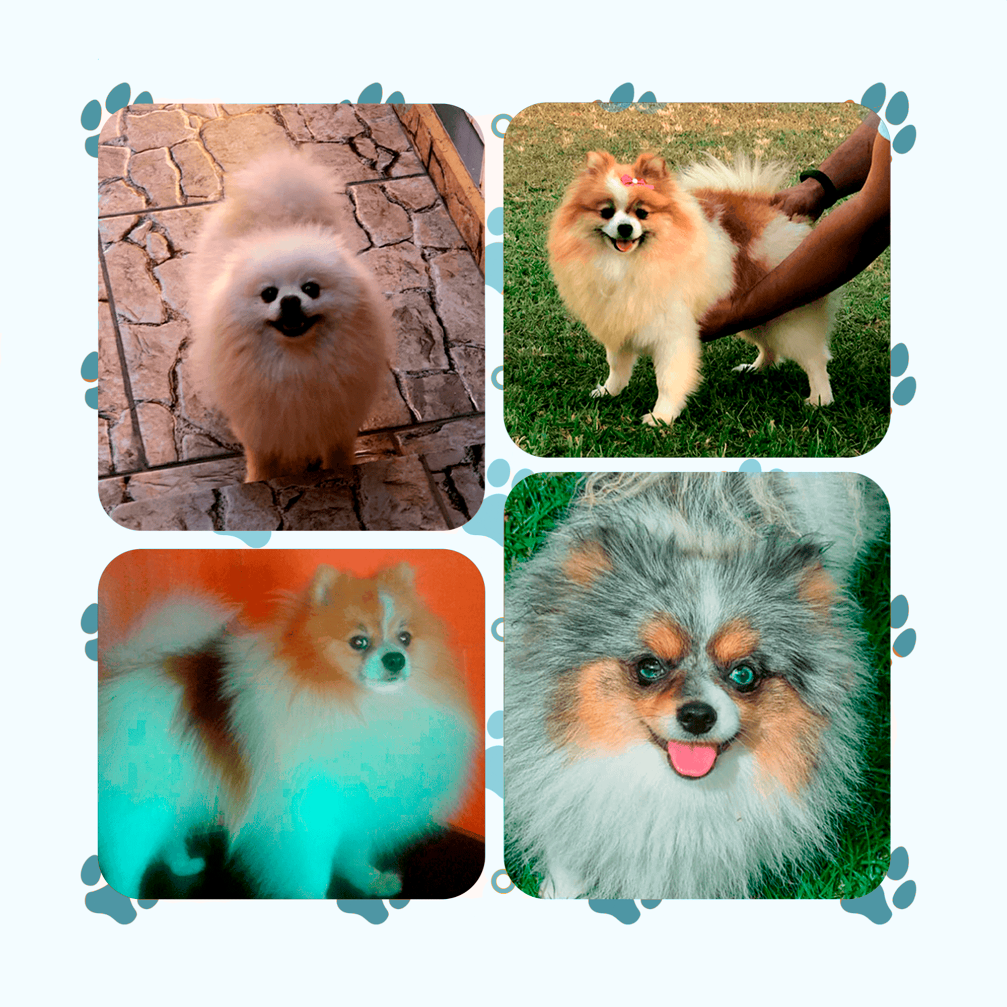 dog